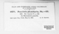 Puccinia plumbaria image